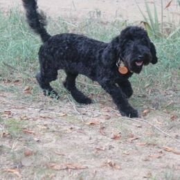 Zoe - Black female Cavapoo puppy in Arkansas from Brew House