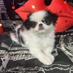 Boy 3 - male Japanese Chin puppy in Salem, Oregon from Chinnychinchinofsalem