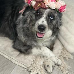 Luna - Miniature Australian Shepherd