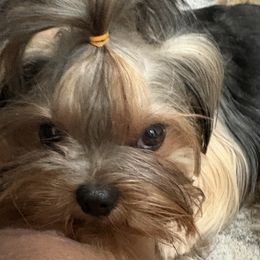 Ashanti - Yorkshire Terrier