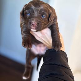 Clarice - Red tri-color female Australian Shepherd puppy in Tyner, Kentucky from Lil’ Town Aussies