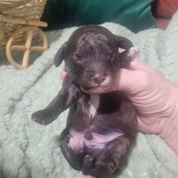 Maxwell - Brown male Poodle puppy in Arkansas from Harper's Pups