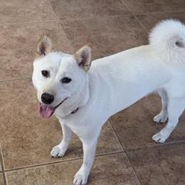 Yuki - Shiba Inu