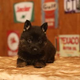 Vader - Bi-color male German Shepherd puppy in Philippi, West Virginia from Vom Haus Highlands