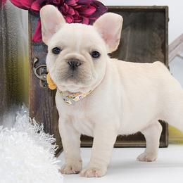 Feliz - Cream female French Bulldog puppy in West Plains, Missouri from Must Be Frenchies & Crown Of Curls Bolonka