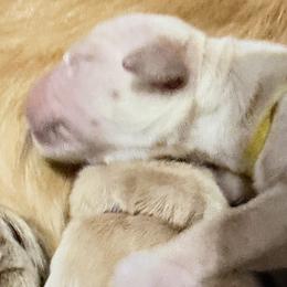 Amore Scout - Light golden male Golden Retriever puppy in Gainesville, Florida from Heart and Soul Dog Breeding, Inc.