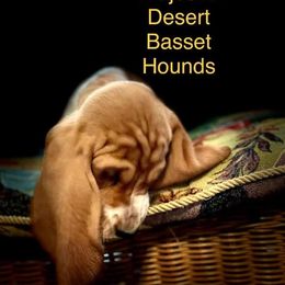 Basset Hound Puppies from Majestic Desert Basset Hounds