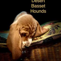 Basset Hound Puppies from Majestic Desert Basset Hounds