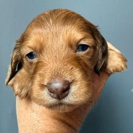 Brown Girl - Dapple female Dachshund puppy in Pierson, Florida from Michelle’s Mini Dachshunds