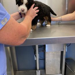 Bernese Mountain Dog Puppies from Bernese Bunker
