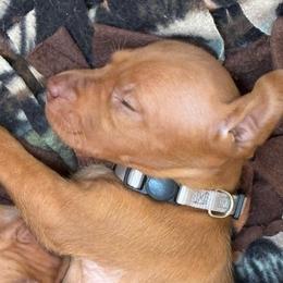 Pepper - Golden rust female Vizsla puppy in Plymouth, Minnesota from Carlson Vizslas