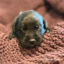 Black Boy - Black male Labrador Retriever puppy in Colorado from Albrecht Farms Labrador Retrievers