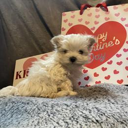 Chi - White male Morkie puppy in Taylorsville, North Carolina from Mountain Top Hot Tailz