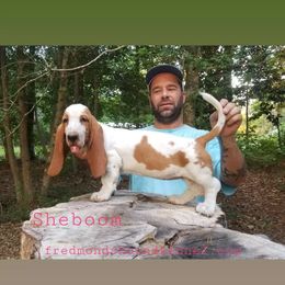 Girl 2 - Basset Hound puppy in Texas from Fredmond's Hound Kennel