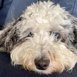 Assorted Doodle Crosses, Aussiedoodles, Bernedoodles, Cockapoos, Goldendoodles, Poodles, and Toy Australian Shepherds from Evergreen Doodle Dogs