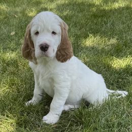 Thor - Lemon and white male English Springer Spaniel puppy in Torrington, Wyoming from Wyoming Springer Spaniels