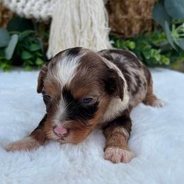 Macadamia - Chocolate and white female Havapoo puppy in Dothan, Alabama from Snickerdoodles