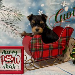 (Gwin) The Welch word for Wine - Parti female Yorkshire Terrier puppy in Pleasant View, Tennessee from Vino’s Pawfect Yorkies