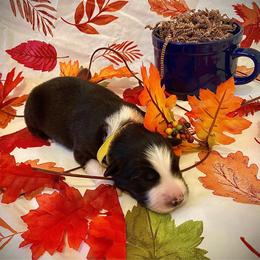 Cappuccino - Black & white male Australian Shepherd puppy in Brookfield Township, Ohio from AussieLand Shepherds