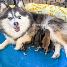 Minot - Black and white male Pomsky puppy in Sheffield, Iowa from Clover Ridge Pomskies