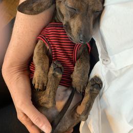 Dachshund Puppies from Army of Dachshunds