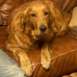 Sassy - Golden Retriever