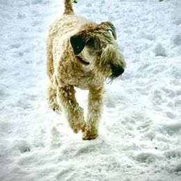 Ellie - Soft Coated Wheaten Terrier