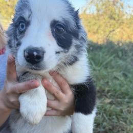 Regina - Blue merle female Australian Shepherd puppy in Kimbolton, Ohio from Wagon Wheel Aussies