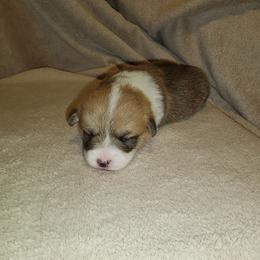 Pembroke Welsh Corgi Puppies from Wesley Newby