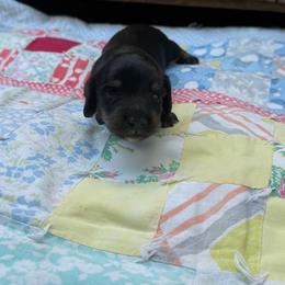 Jet - Black and cream male Dachshund puppy in Squires, Missouri from Hudson’s Hounds