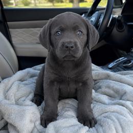 Peeps - Charcoal male Dilute Retriever puppy in Baldwin City, Kansas from Hedge Lane Labradors