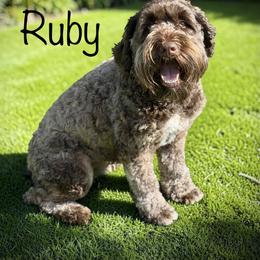 Ruby - Schnoodle