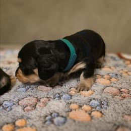 Glory - Black and cream female Dachshund puppy in Bedias, Texas from Faith & Grace Doxies