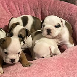 Bulldogs and Saint Bernards from Tiffany Foust's St. Bernards and Bulldogs