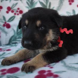 Red Boy - Black and tan male German Shepherd puppy in Grants Pass, Oregon from Granville German Shepherds