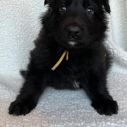 Yellow collar - Black female German Shepherd puppy in Allentown, Pennsylvania from VMH Shepherds