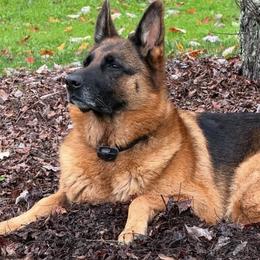 German Shepherds from Rhondah