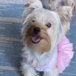 Callie - Yorkshire Terrier
