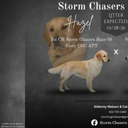Golden Retriever puppies from Storm Chasers- Golden Retrievers & Basset Hounds