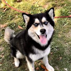 Oakley - Siberian Husky
