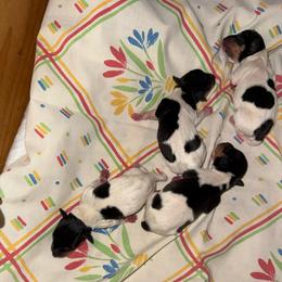 Pup 1 - White black and tan female Toy Fox Terrier puppy in Clermont, Florida from Debbie Hiles's Toy Fox Terriers