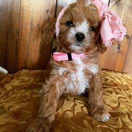 Goldendoodle Puppies from Carmel Classy Doodles