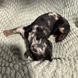 Boy 1 - Merle male Goldendoodle puppy in Wittenberg, Wisconsin from Cedar River Kennel