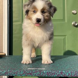 Australian Shepherd Puppies from Storybrooke Australian Shepherds
