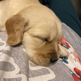Golden Retriever Puppies from Sweeter Than Honey Golden Retrievers, LLC.