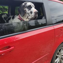 Sophia - Harlequin female Great Dane puppy in Gig Harbor, Washington from Lakaya Danes