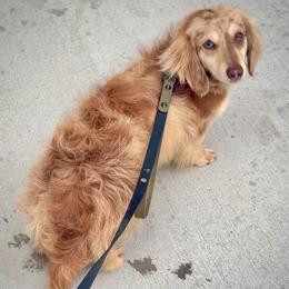 Frappe - Dachshund