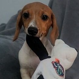 Tan - Piebald male Dachshund puppy in Ridge, New York from Tracy's Puppy Club