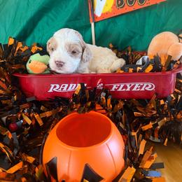 Gideon - Red and white male Cockapoo puppy in Holton, Indiana from MoonShine Babies / OZ