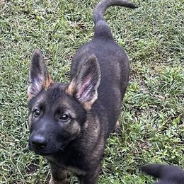 Dark Green Collar Sable Male - Sable male German Shepherd puppy in Kingsport, Tennessee from Royal Port K-9